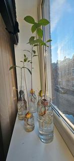 Avocado pit met wortel (om te planten of als decoratie), Bloeit niet, Overige soorten, Minder dan 100 cm, Ophalen