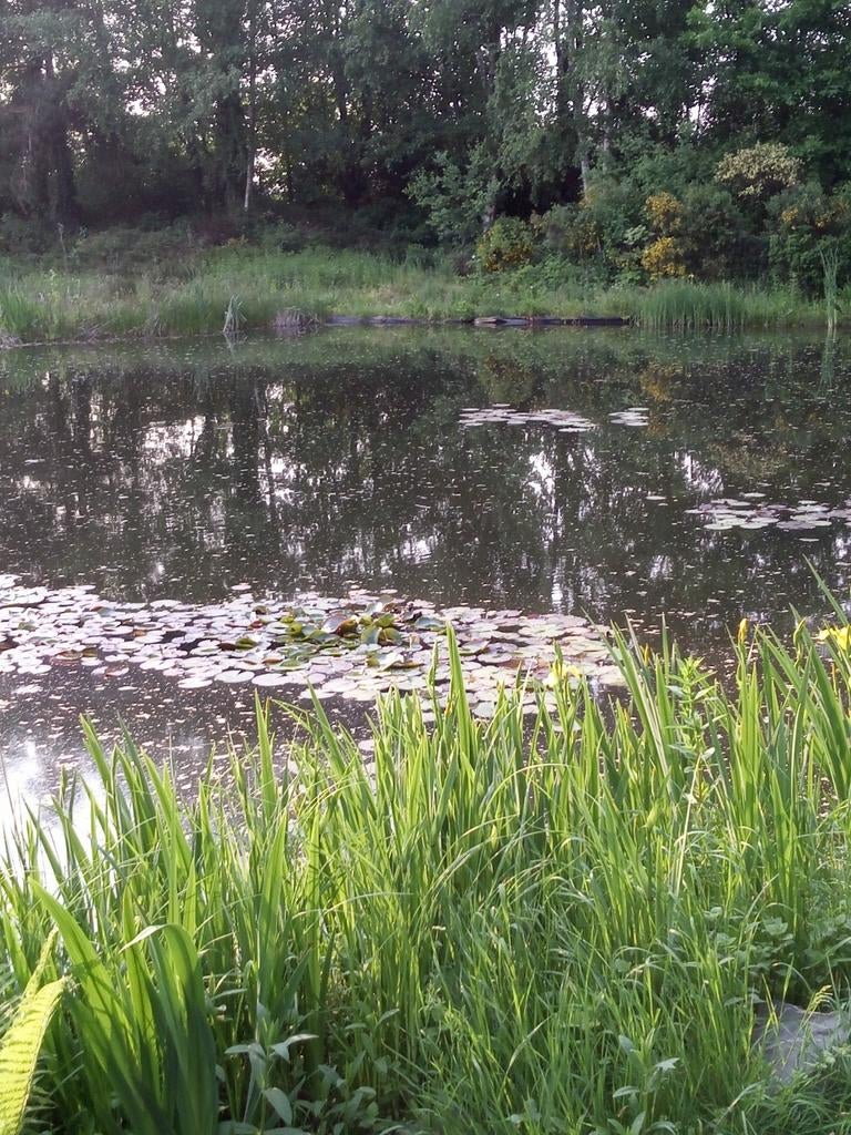 Gezocht koi karpers, karpers, zeelt., Dieren en Toebehoren, Vissen | Vijvervissen, Karper of Koi