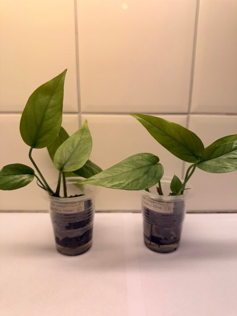 Epipremnum cebu blue, Ophalen of Verzenden, Minder dan 100 cm