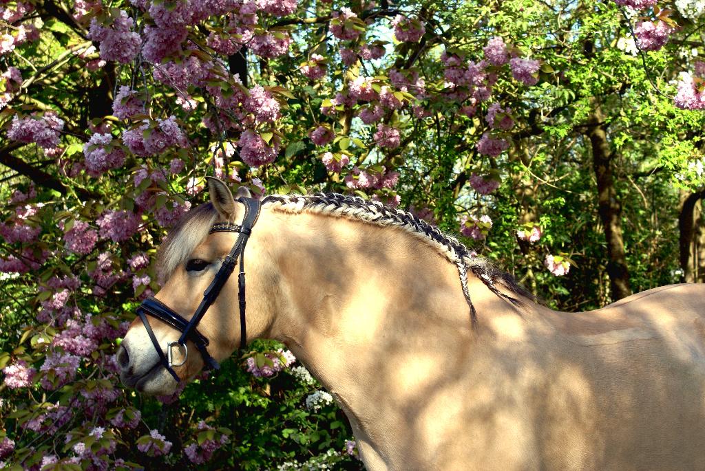 Verzorgster gezocht voor mijn fjord (2x in de week)