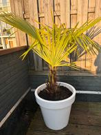 Palmboom in pot, 100 tot 250 cm, Zomer, Palmboom, Ophalen