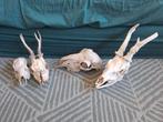 4 schedels, reeën, hert, schaap, Ophalen of Verzenden, Hert, Schedel