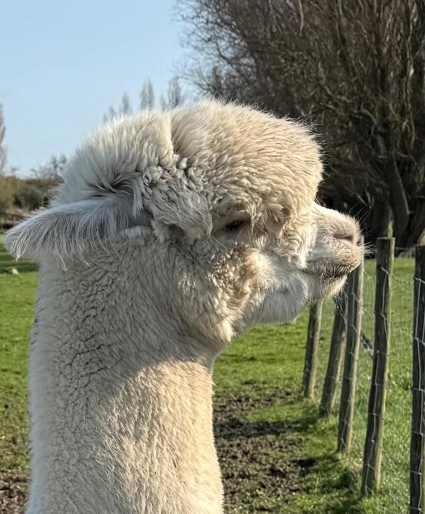 Gratis dekhengst Reden: boventallig + goed huis gezocht, April, Mannelijk