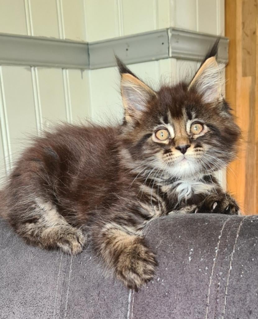 Prachtige maine coons, Dieren en Toebehoren, Meerdere dieren, Ontwormd, 0 tot 2 jaar