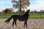 Mooi paard te koop!, Dieren en Toebehoren, Paarden, Merrie, 160 tot 165 cm, 3 tot 6 jaar