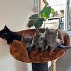 Prachtige Maine Coon kittens speciale Smoke kleur, Meerdere dieren, Ontwormd