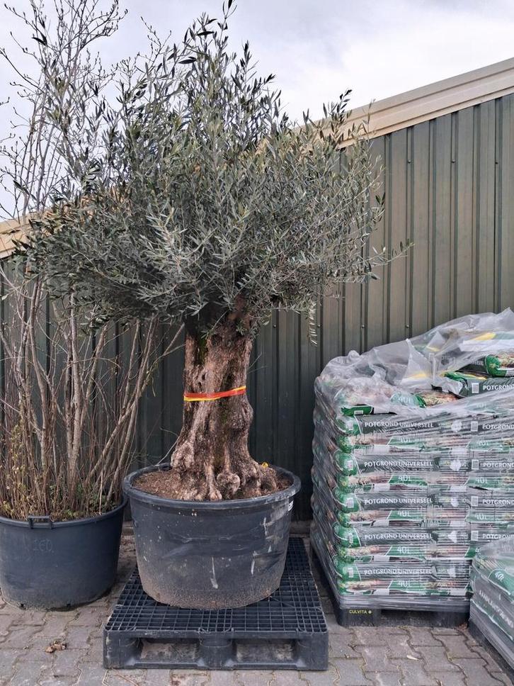 Mega grote Olijfboom in pot, zeer oude boom! Olea europea, Tuin en Terras, Planten | Bomen, Olijfboom, 100 tot 250 cm, Volle zon