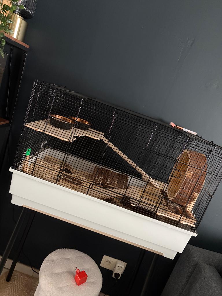 Hamsters met toebehoren, Dieren en Toebehoren, Knaagdieren, Januari, Mannelijk, Hamster