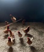 12 kippen en 1 haan, Meerdere dieren, Kip