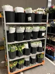 Gezocht Restbloemen / B-kwaliteit bloemen, Ophalen, Overige soorten, Volle zon