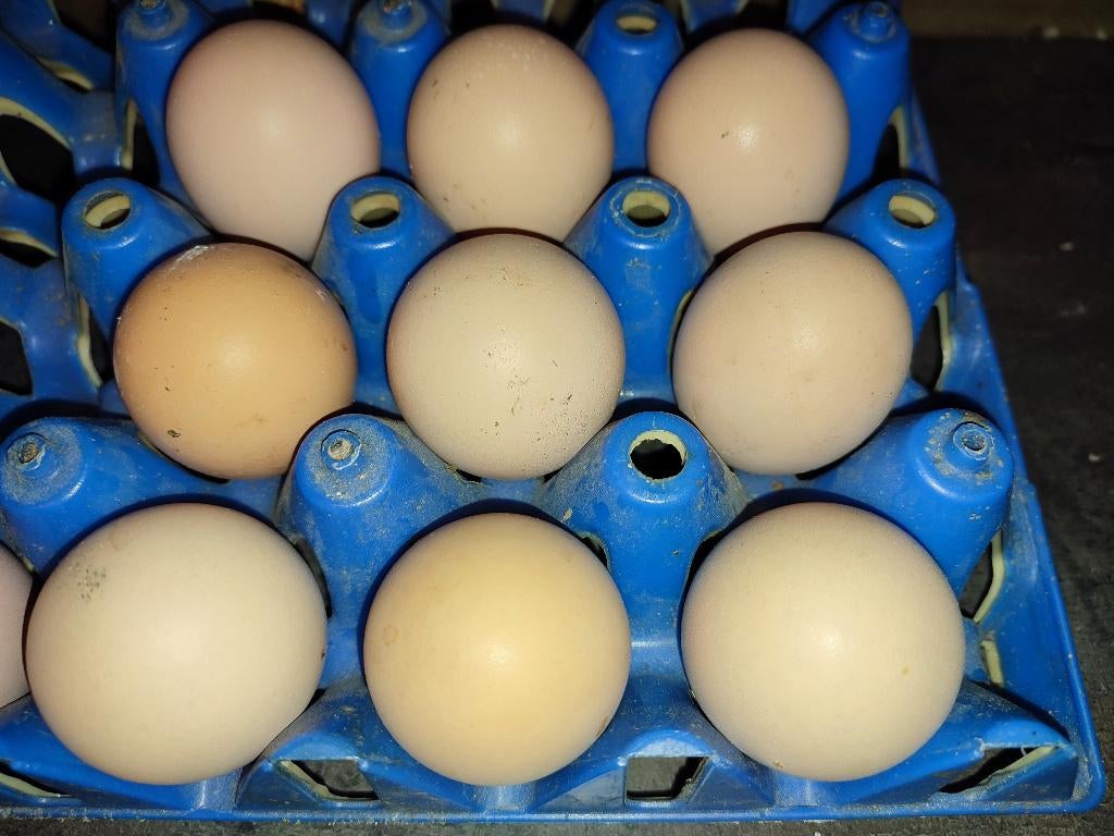 Australorp zwart groot ras broedeieren, Dieren en Toebehoren, Pluimvee, Geslacht onbekend, Kip