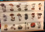 Oude schoolplaat Paddenstoelen, Ophalen, Natuur en Biologie
