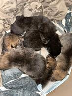 Wolfhond kruising herder husky puppies, België, Particulier, Overige rassen, 8 tot 15 weken