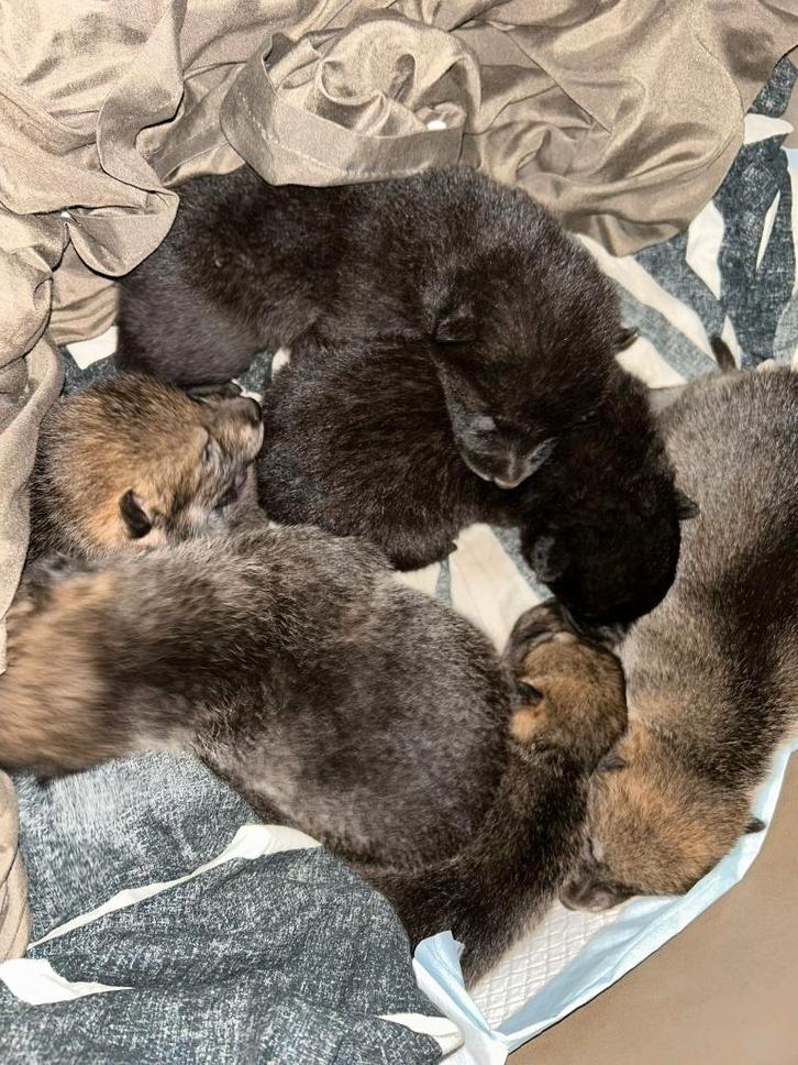 Wolfhond kruising herder husky puppies, Dieren en Toebehoren, Honden | Poolhonden, Keeshonden en Oertypen, Meerdere dieren, Overige rassen