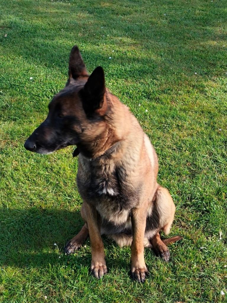 Mechelse herder, Dieren en Toebehoren, 6 jaar of ouder, Teef, Eén hond, Herder