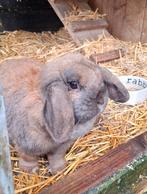 Dwerg hangoor vrouwtjes konijn, Vrouwelijk, Dwerg, Hangoor