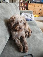 Pup tekoop, 15 weken tot 1 jaar, Reu, CDV (hondenziekte), Eén hond