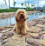 MINI Labradoodle Pup, 8 tot 15 weken, Parvo, Eén hond, Nederland