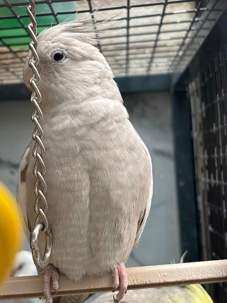 Valkparkieten, Dieren en Toebehoren, Vogels | Parkieten en Papegaaien, Meerdere dieren, Parkiet