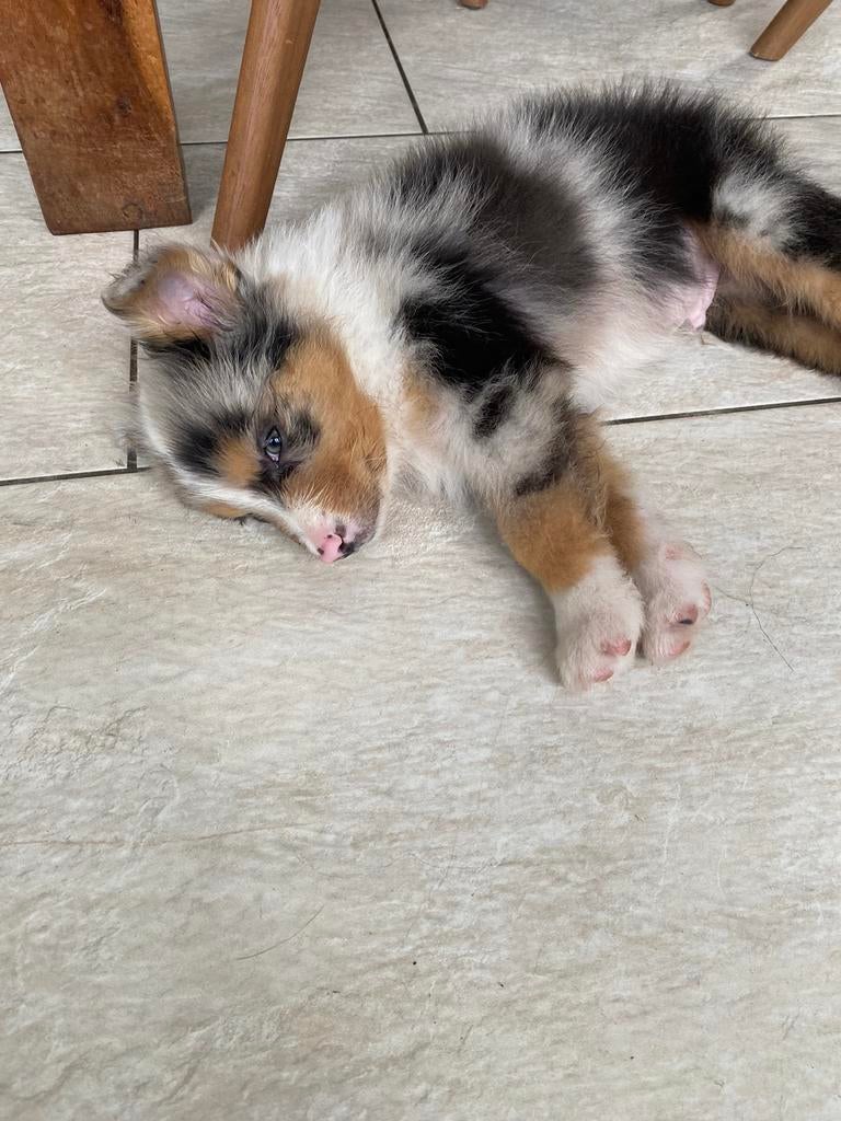 Australian shepperd pups mogen nestje verlaten, 8 tot 15 weken, Parvo, Meerdere, Meerdere dieren