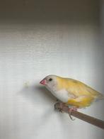 Ef pastel pop zk wb, Dieren en Toebehoren, Vogels | Overige Vogels, Vrouwelijk, Tropenvogel