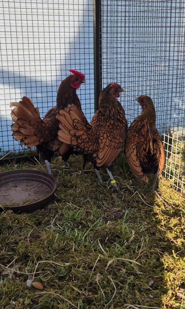 Broedeieren, Sebright Goud, Dieren en Toebehoren, Pluimvee, Geslacht onbekend, Kip