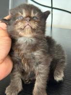 Maine Coon Black Smoke XXL, Meerdere dieren, Gechipt