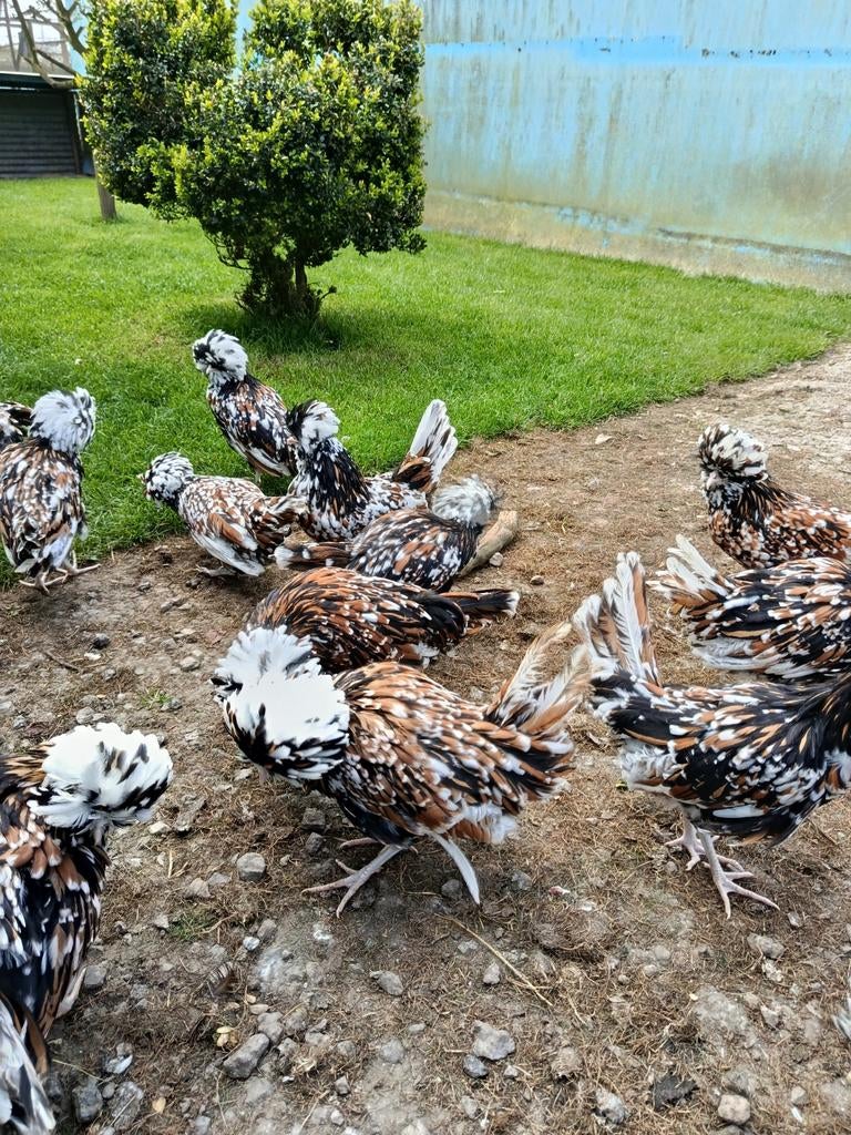 Paduaner Kippen te koop, Dieren en Toebehoren, Pluimvee, Vrouwelijk, Kip