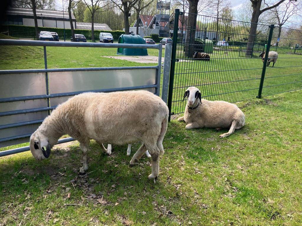 Brilschapen ooien, Vrouwelijk, Schaap