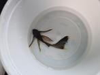 Ancistrussen longfin en L144, Dieren en Toebehoren, Vissen | Aquariumvissen, Vis, Zoetwatervis