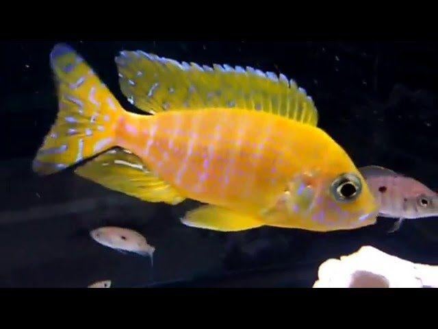 Aulonocara Maleri Gold (ca 5/7 cm) - Cichliden - Koidreams, Vis, Zoetwatervis