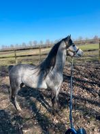 Super mooie en brave b welsh hengst, Hengst