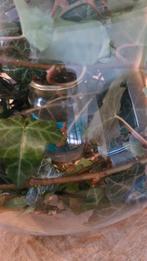 Gratis Indische wandelende takken (Carausius morosus), Wandelende tak