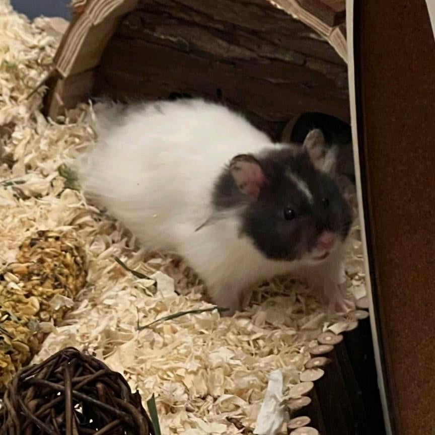 Op zoek naar hamster, Januari, Vrouwelijk, Hamster