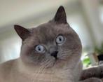 Britse korthaar blue point poes gesteriliseerd, met paspoort, Dieren en Toebehoren, Katten en Kittens | Raskatten | Korthaar, Poes