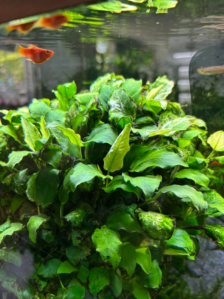 Anubias nana pinto variegata, Ophalen of Verzenden, Zo goed als nieuw, Plant(en), Steen of Hout