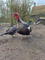 Broedeieren kalkoen, Dieren en Toebehoren, Geslacht onbekend, Kalkoen