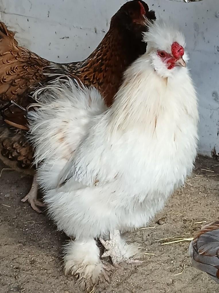 gratis ophalen Prachtige zijdehoen haan ca 10 maanden oud, Mannelijk, Kip