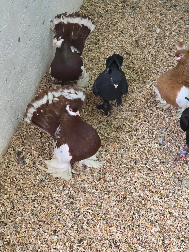 Postuur tuimelaars, Meerdere dieren, Overige soorten