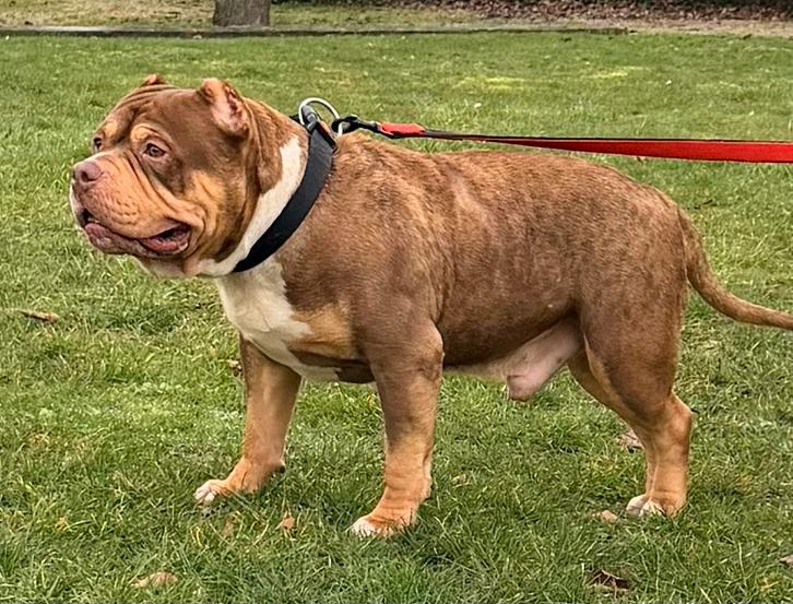 American bully tricolor met abkc stamboom te koop ., Dieren en Toebehoren, Honden | Bulldogs, Pinschers en Molossers, Reu, Overige rassen