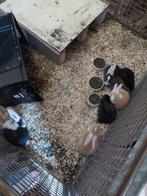 Jonge vlaamse reuzen, Dieren en Toebehoren, Konijnen, Meerdere dieren, Groot