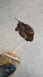Alocasia Venom, Ophalen of Verzenden, Halfschaduw, Minder dan 100 cm