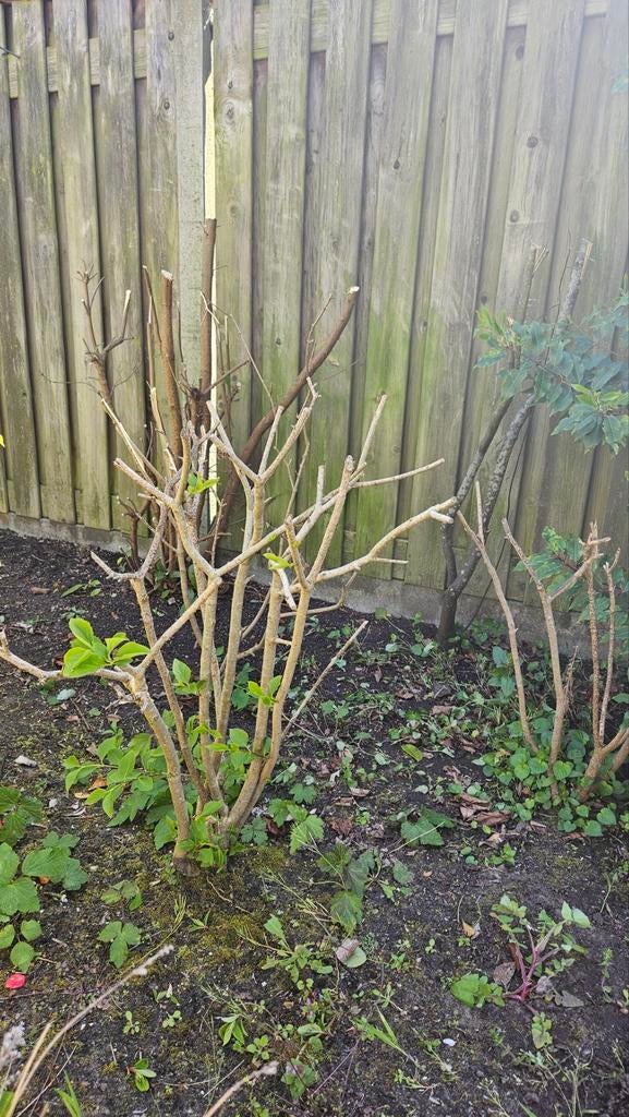 Grote Hortensia struiken - Ideaal voor tuin of border, Vaste plant, Halfschaduw, Zomer, Ophalen