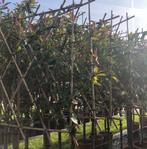 Lei bomen groen blijvende