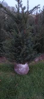 Taxus baccata, Ophalen, Bloeit niet, Halfschaduw, Overige soorten