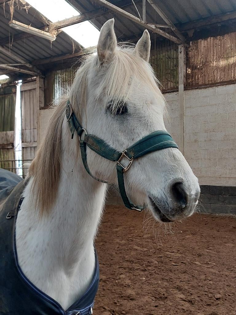 Witte Ruin Arabier, Dieren en Toebehoren, Pony's, Ruin