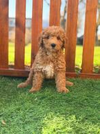 Mini labradoodle/mini doodle reutjes te koop, Parvo, Overige rassen, 8 tot 15 weken, Meerdere