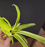 Tillandsia dyeriana in knop, Huis en Inrichting, Kamerplanten, Ophalen of Verzenden, Halfschaduw, Minder dan 100 cm