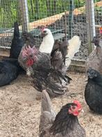 Zwartkop chabo’s, Dieren en Toebehoren, Meerdere dieren, Kip