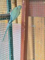 halsbandparkiet te koop, Mannelijk, Parkiet